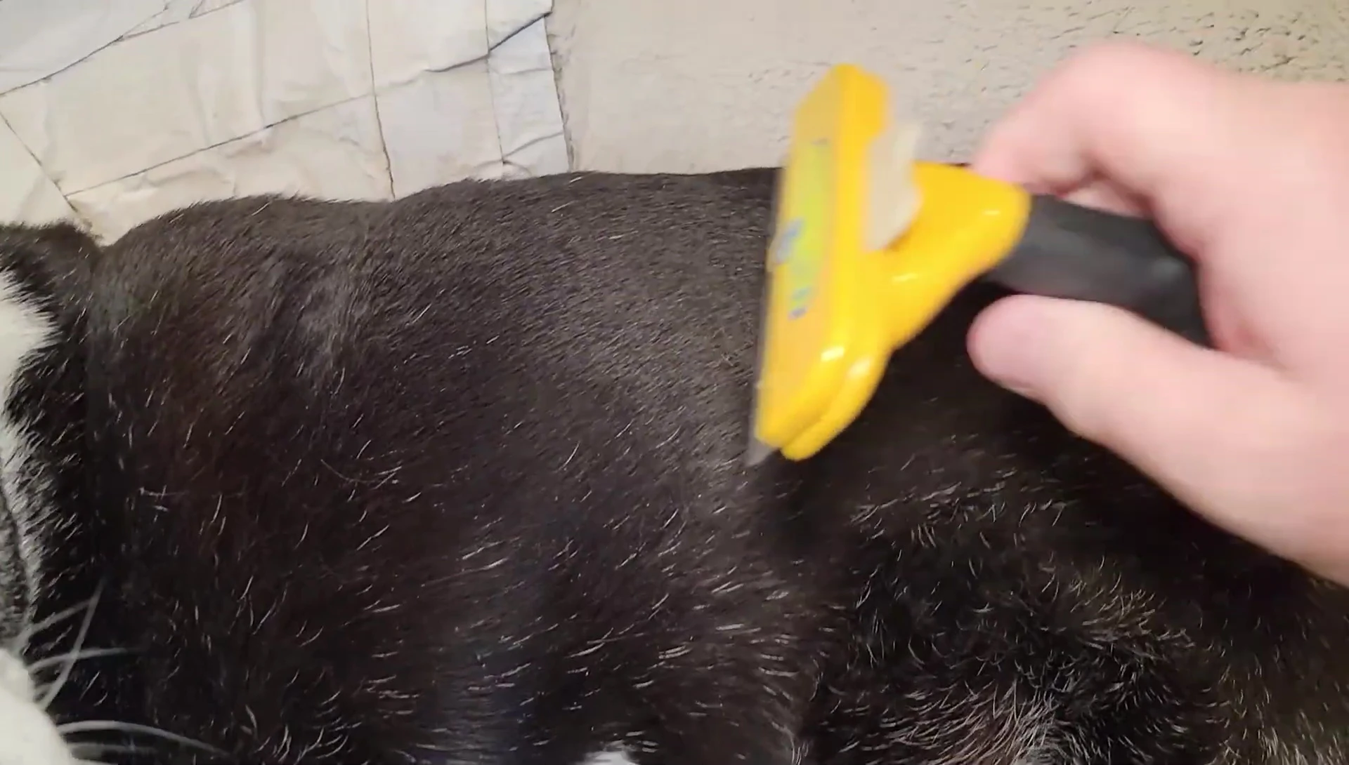 Short-haired dog being brushed with the Furminator.