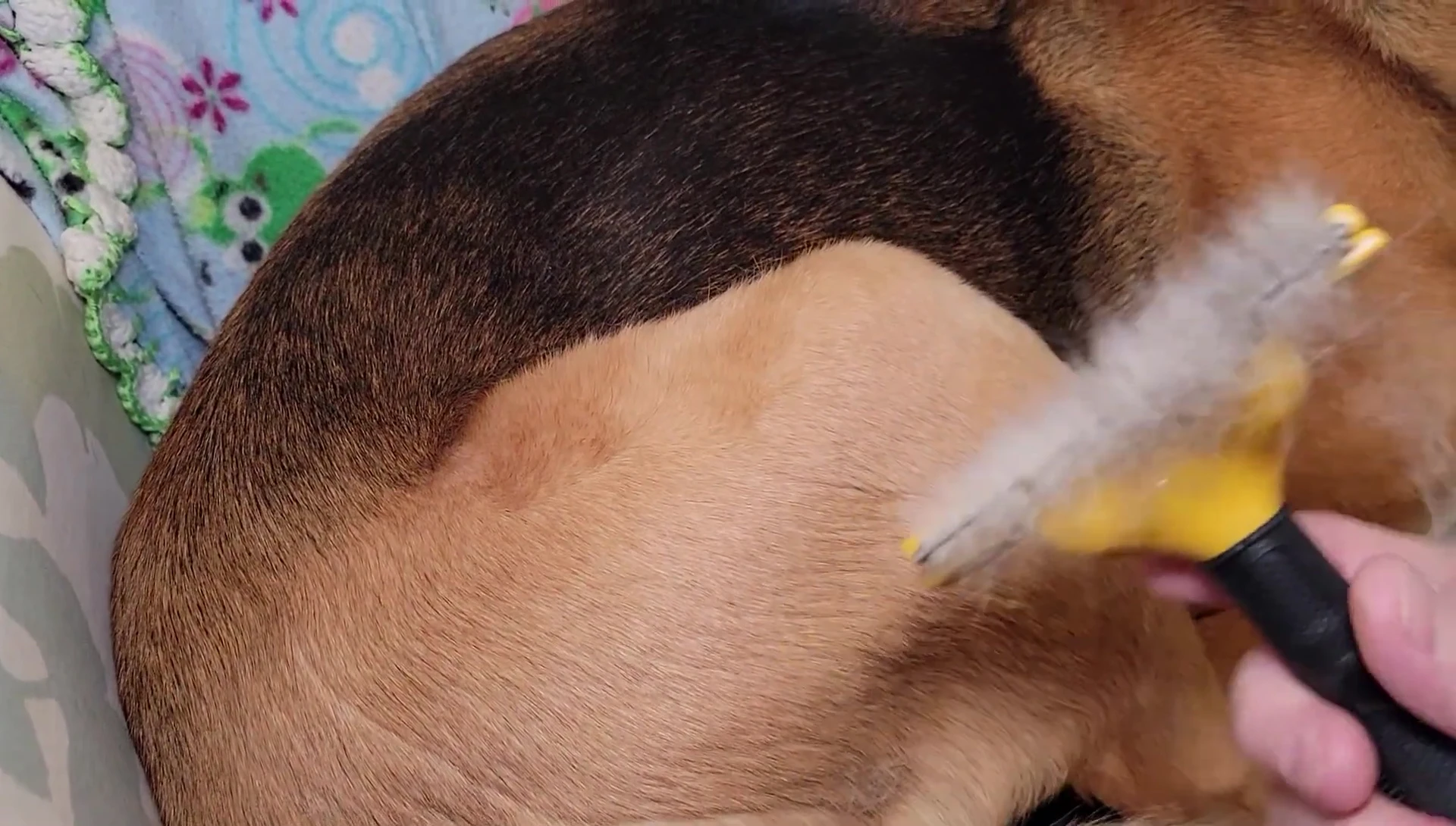 The Furminator's hair ejection mechanism in action, showing a full container of hair.
