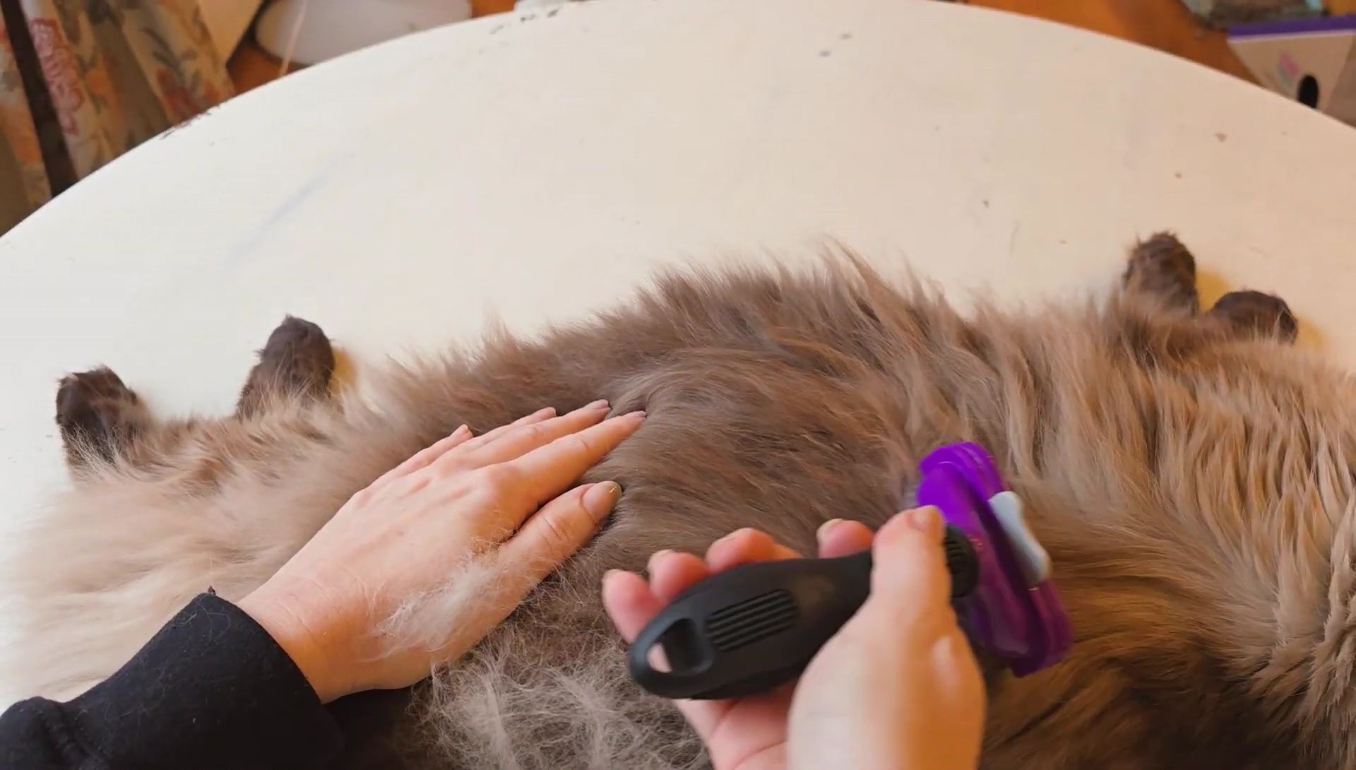 Close-up of the Furminator with collected hair.