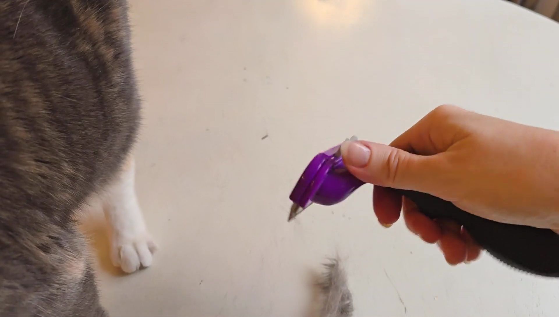 Demonstration of Furminator use on a short-haired cat.