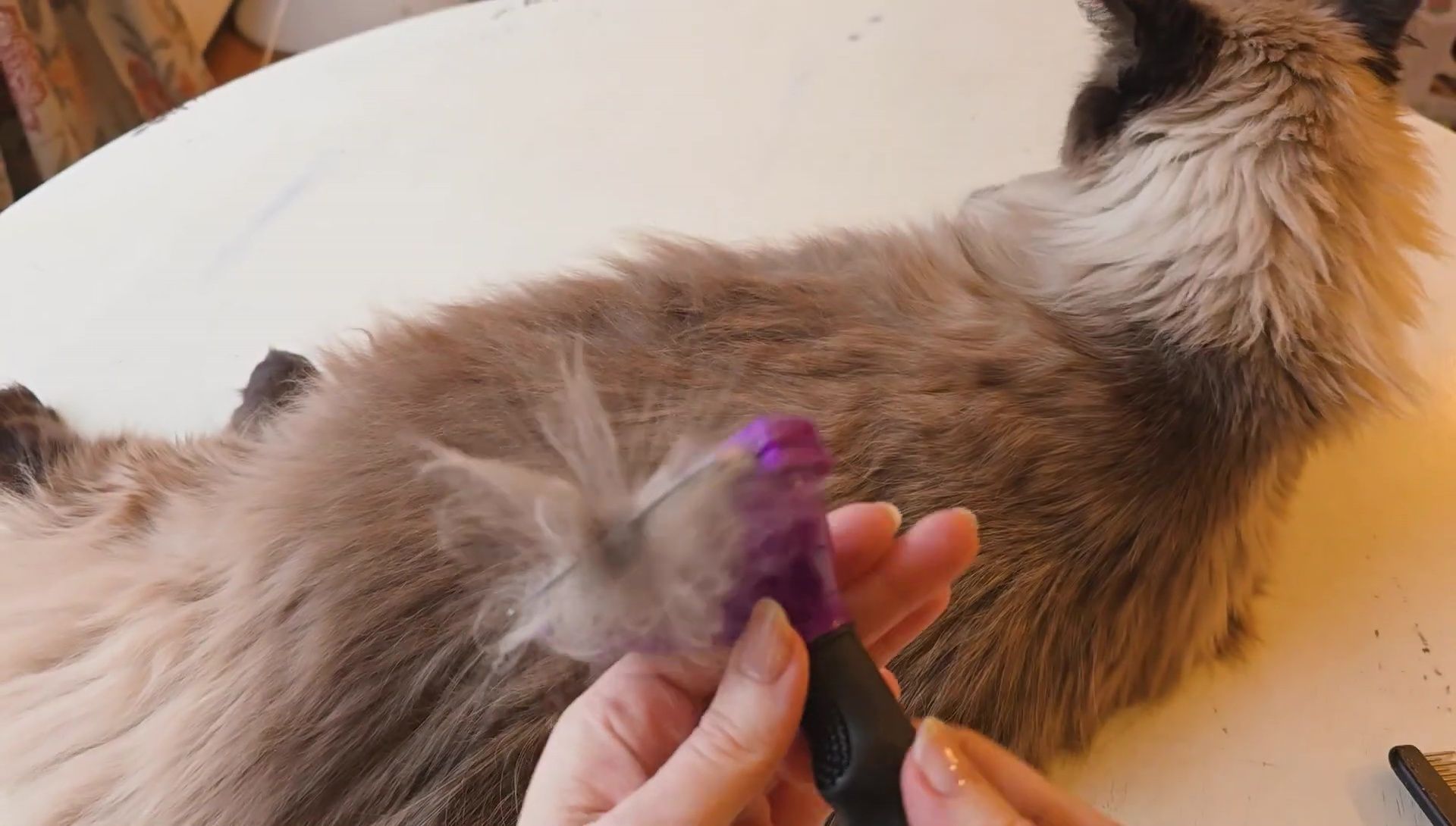 Close-up shot of Bailey's fur.