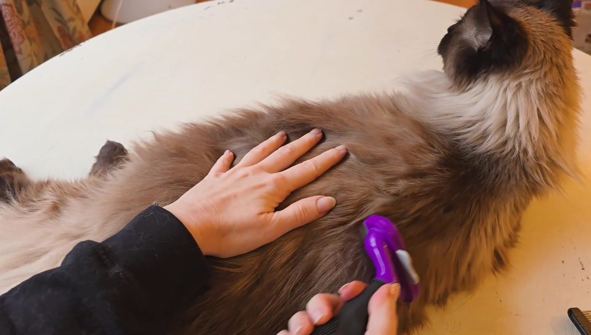 Shot emphasizing the effectiveness of the Furminator.