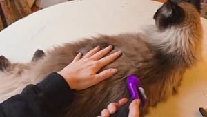 Furminator Cat Deshedding Tool Review: Is it Worth the Hype?