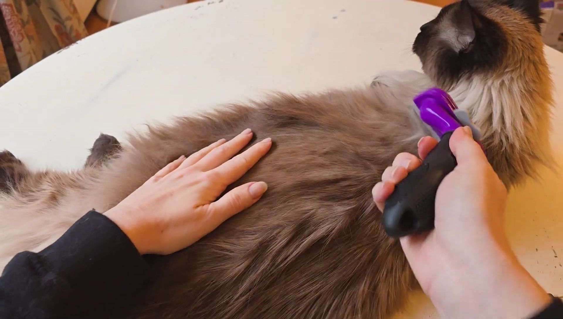 Speaker demonstrating the use of the Furminator.
