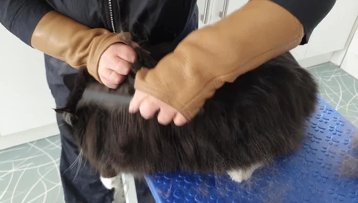 Continue section by section, working your way up towards the spine. This method distributes natural oils throughout the coat, improving its condition.