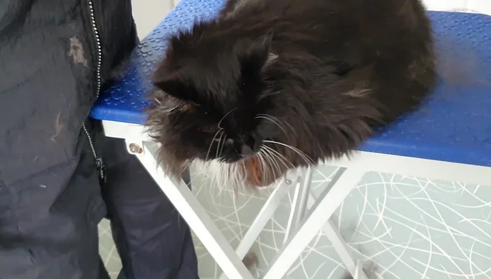 For a bum clip, carefully remove excess fur around the rear to prevent matting and discomfort. This also aids in hygiene.