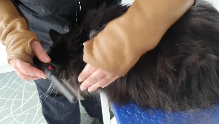 Continue section by section, working your way up towards the spine. This method distributes natural oils throughout the coat, improving its condition.