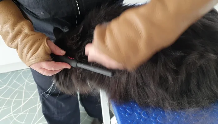 Start grooming by sectioning the cat's coat. This allows for thorough attention to each area.