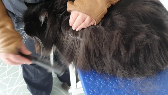 Continue section by section, working your way up towards the spine. This method distributes natural oils throughout the coat, improving its condition.