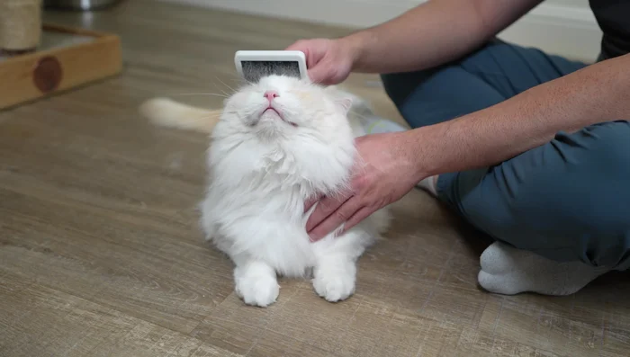 Wide-tooth comb to catch stray hairs and leave coat silky.