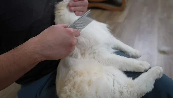 Wide-tooth comb to catch stray hairs and leave coat silky.