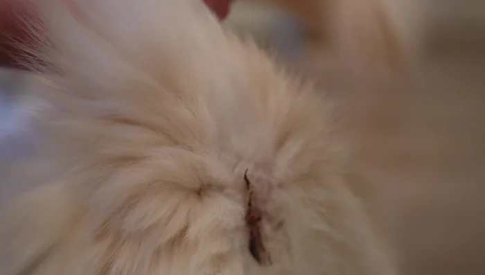 Sanitary trim around the butt, hind legs, and tail to prevent poop from getting stuck.