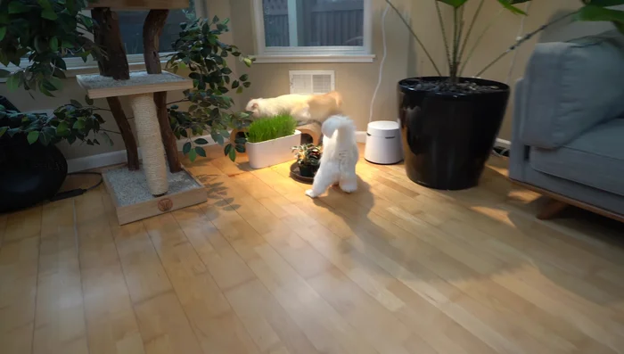 Paw trim for better traction and to reduce litter tracking.