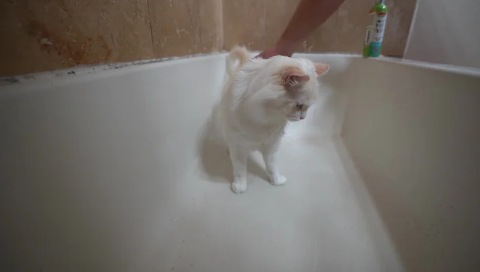 Bathing (optional, especially during shedding season) to remove dirt, excess oil, and loose hair.