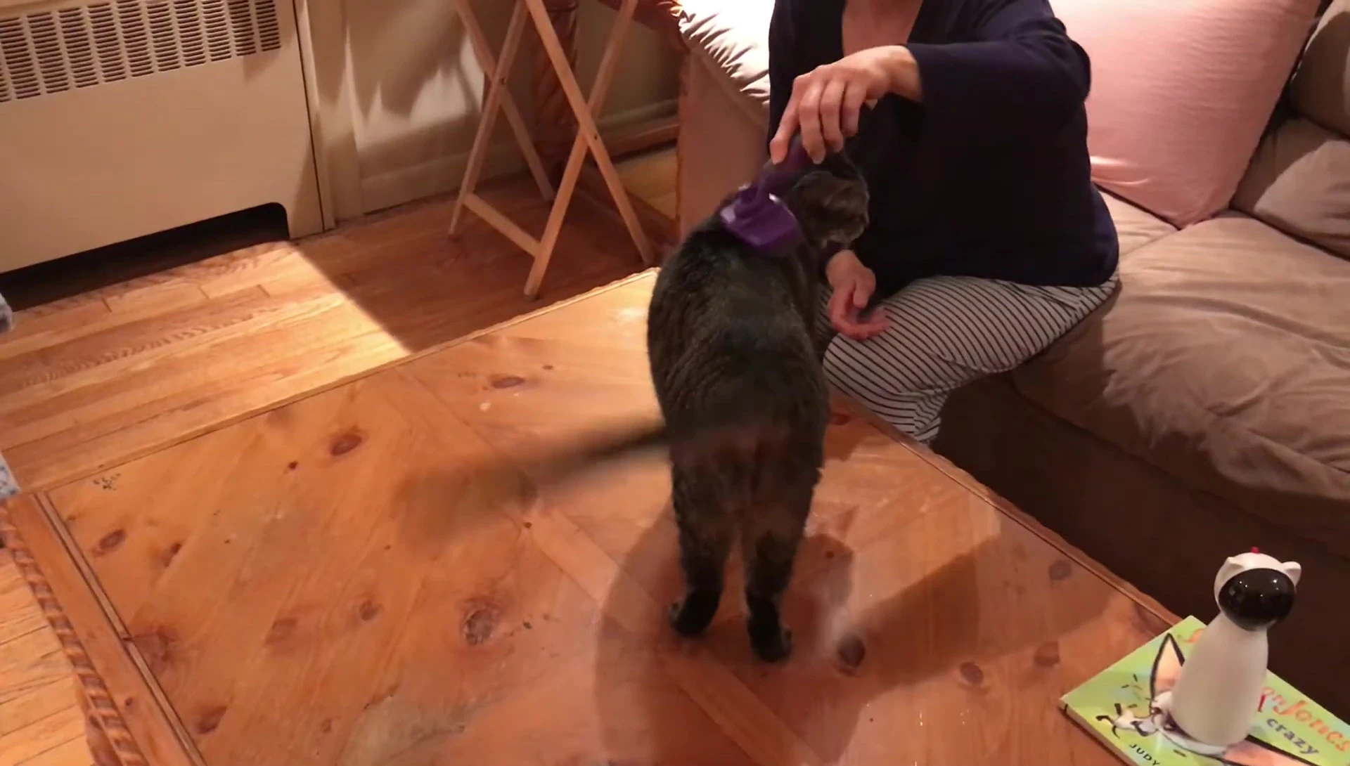 The reviewer using the brush on their cat.