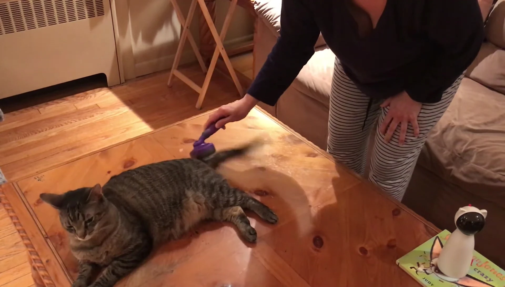 Close up of the cat while being brushed, showing its relaxed demeanor.