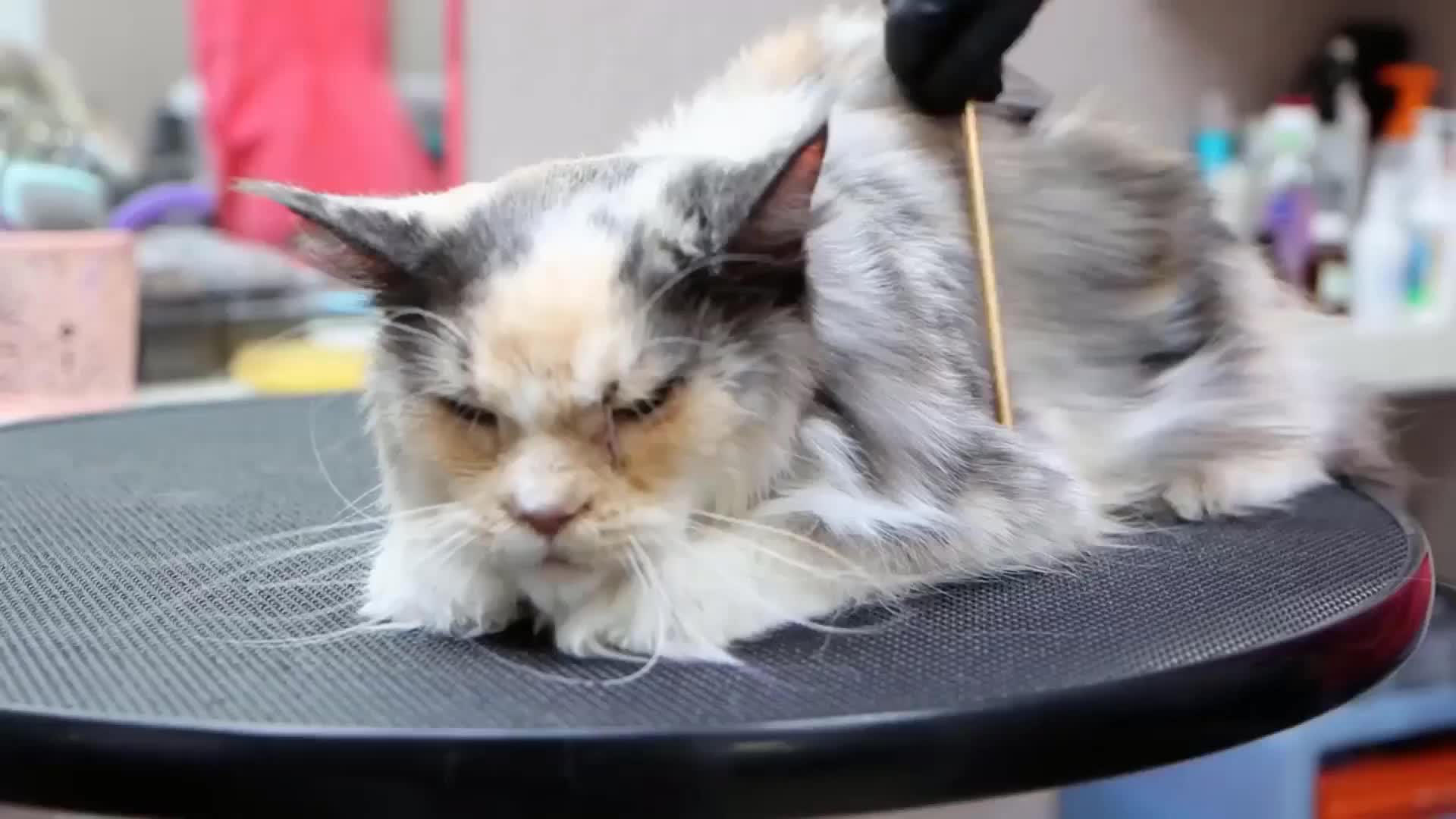 Close-up of a long-haired cat needing brushing