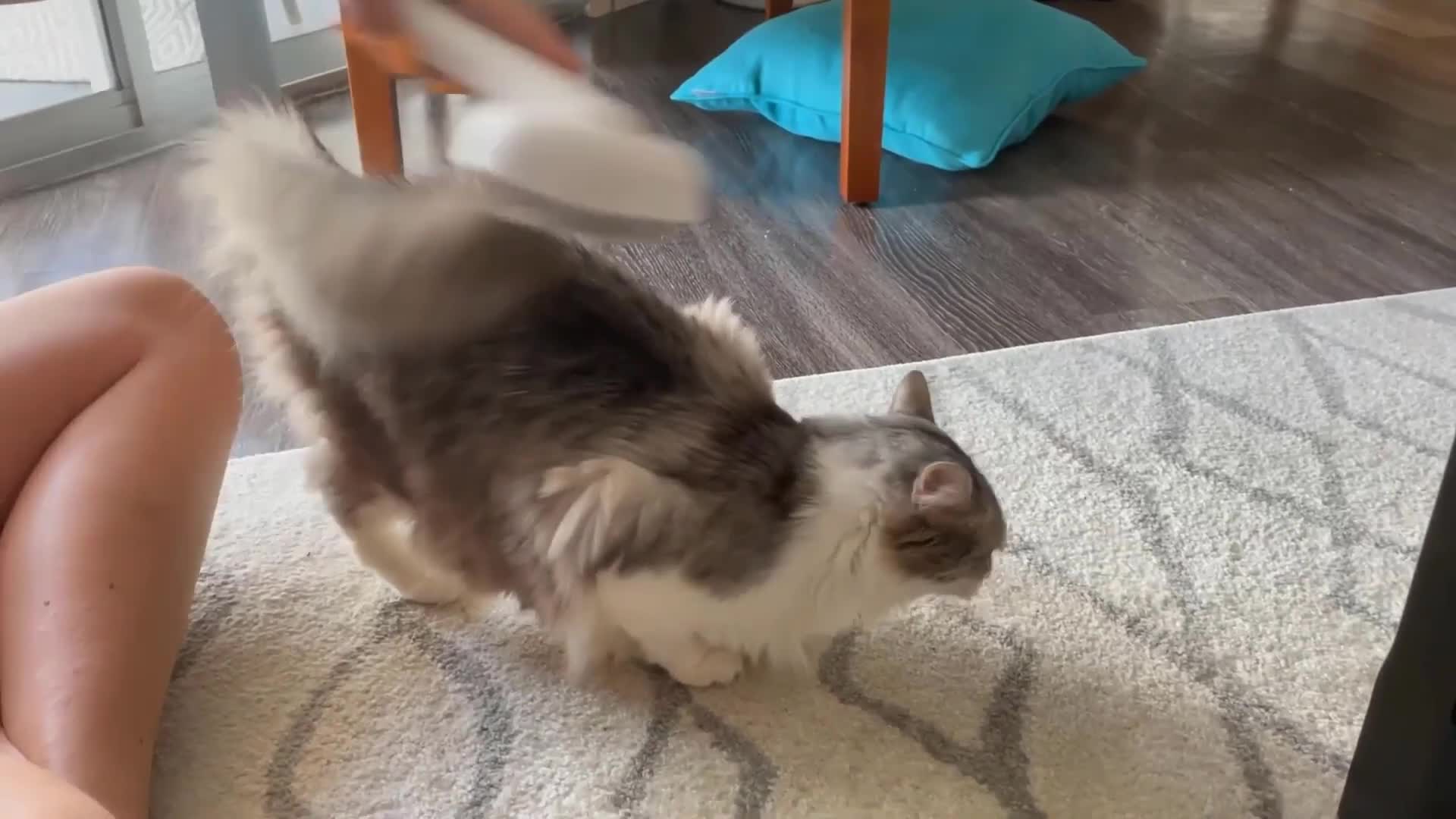 Image highlighting matted fur behind a cat's legs