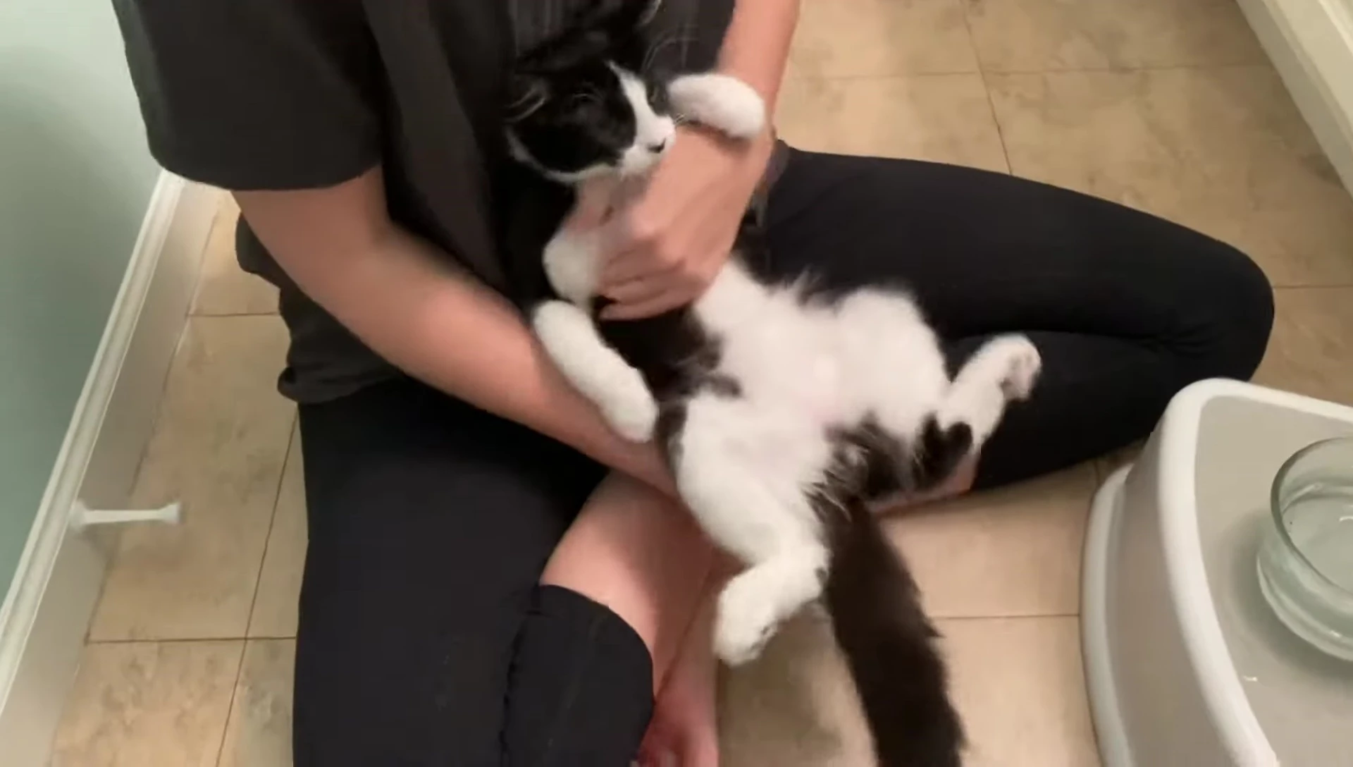 Person brushing the cat's underside