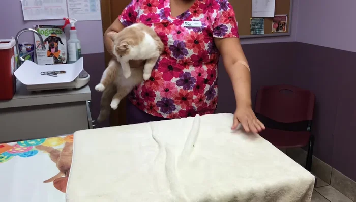 Wrap one end of the towel firmly around your cat's body.