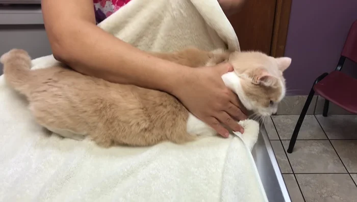 Wrap one end of the towel firmly around your cat's body.