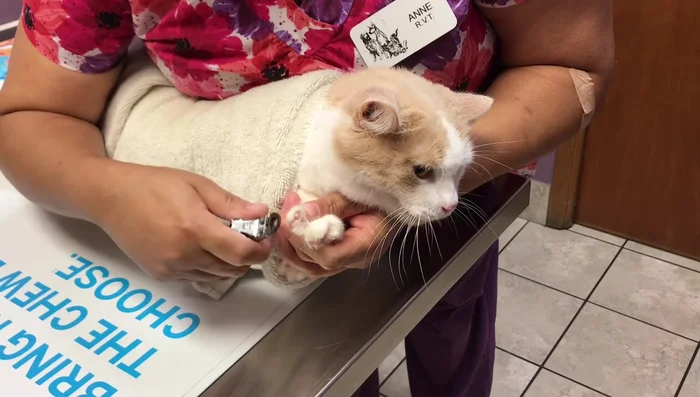 Repeat for all paws.