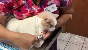 How to Burrito a Cat for Nail Trims: A Step-by-Step Guide