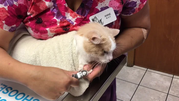 Repeat for all paws.