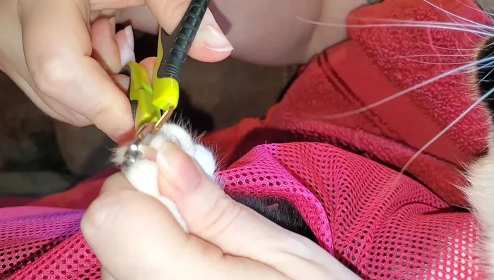 Repeat for all claws on that paw.