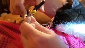 Stress-Free Cat Nail Clipping: The Cat Bag Method