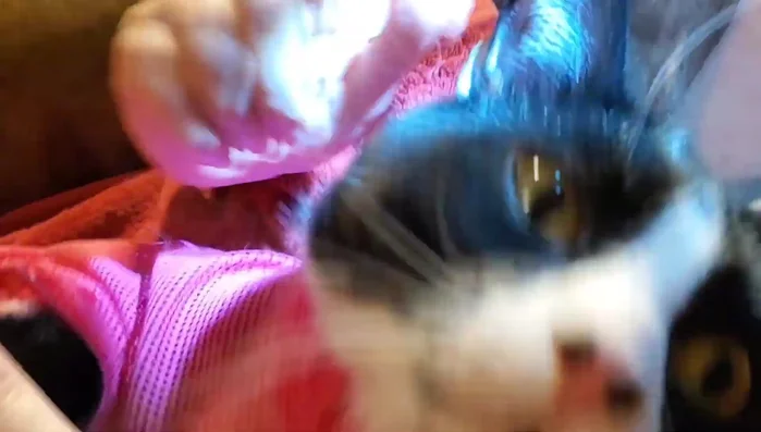 Repeat for all claws on that paw.