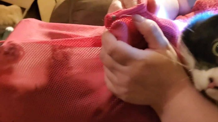 Secure your cat in a cat bag.