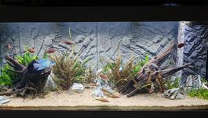 JUWEL 3D Aquarium Background: A Detailed Review and Installation Guide