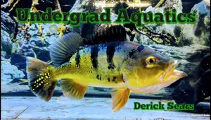 Cheap Aquarium Backgrounds: A Guide to Budget-Friendly Options