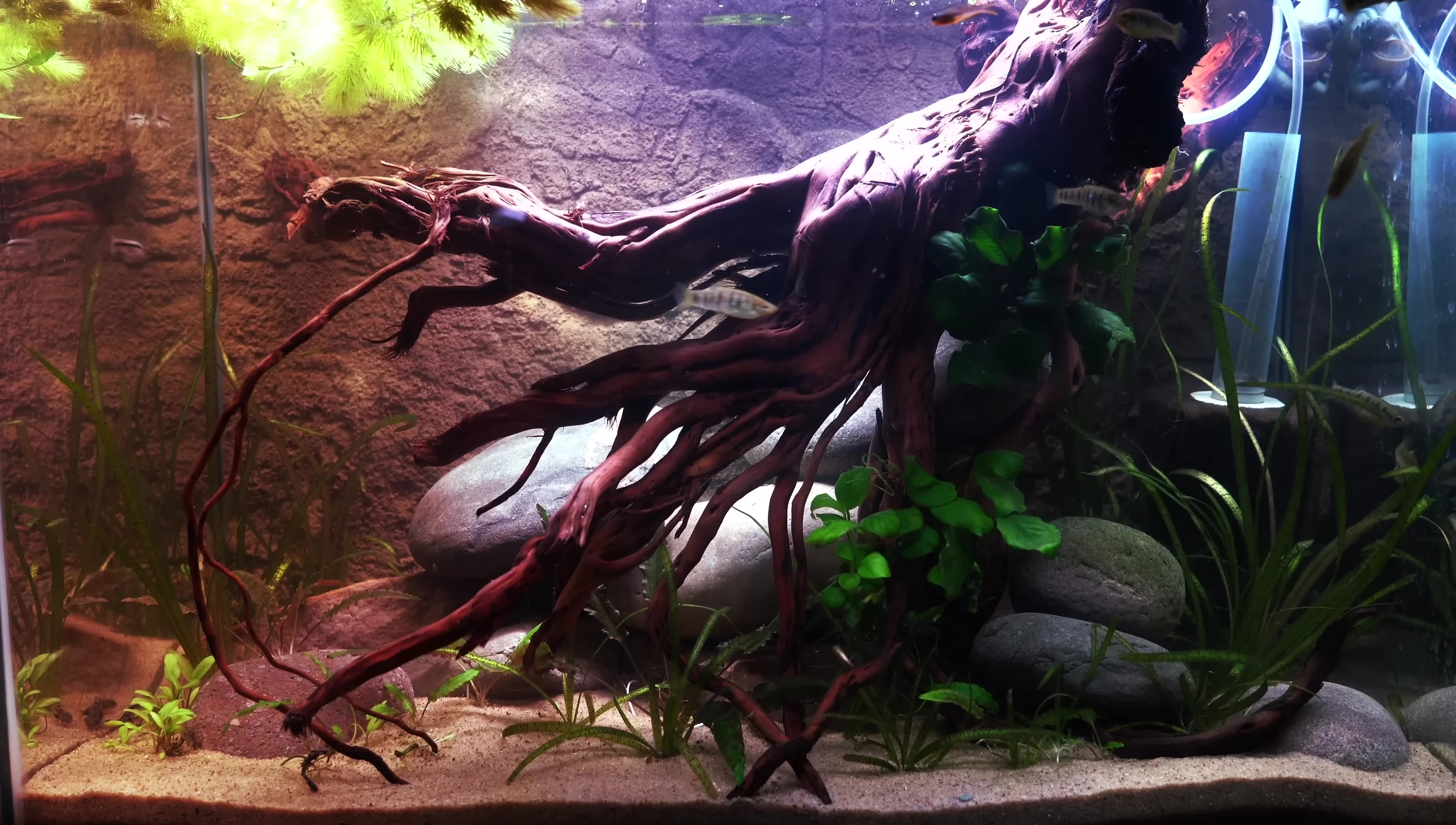 A tank with a 3D background, highlighting the limited space for additional decorations.