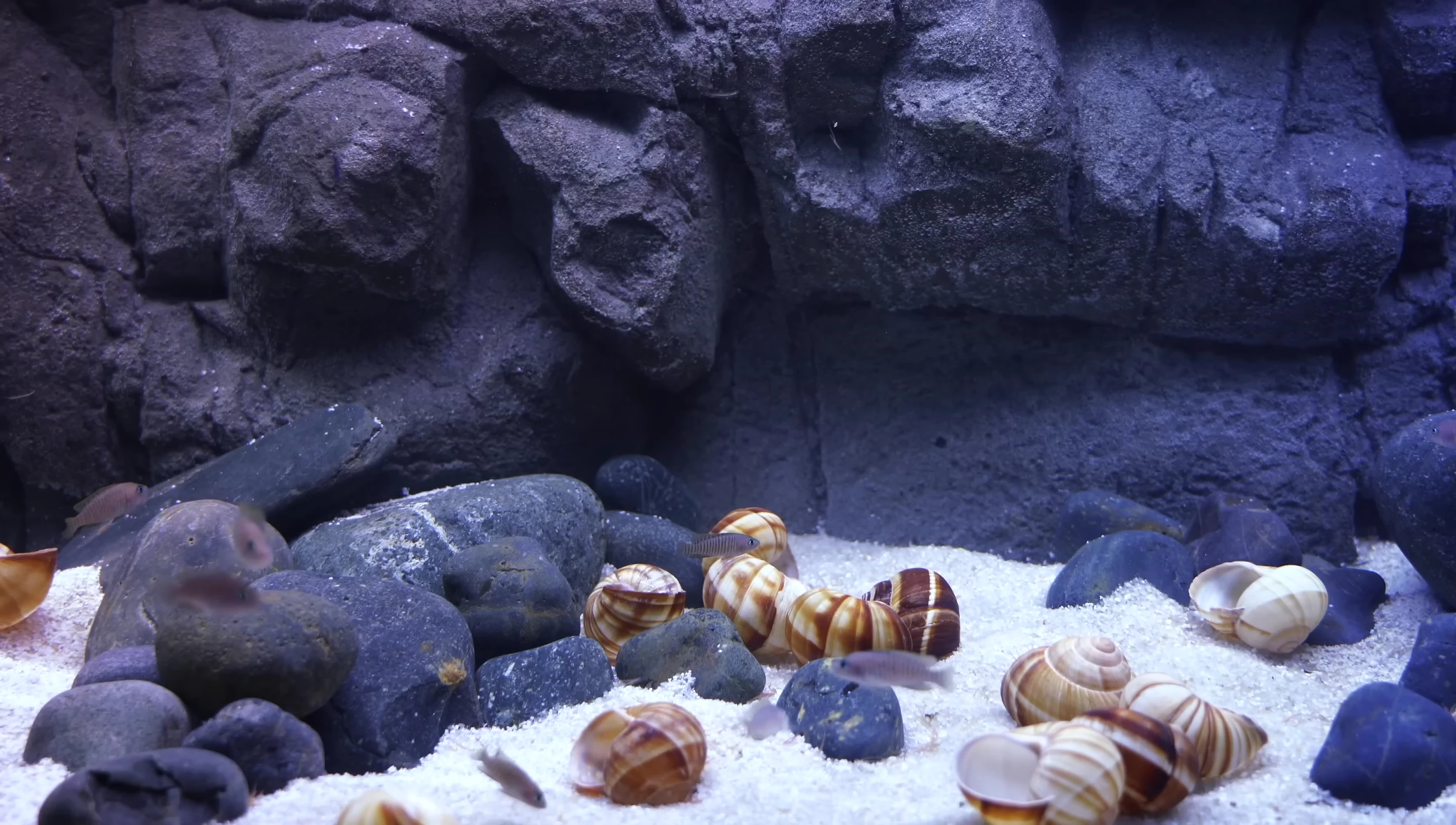 Close-up of a 3D aquarium background showcasing its realistic texture and colors.