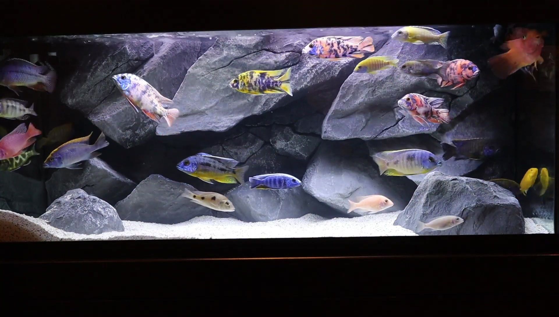 Final shot of the transformed 75-gallon aquarium.
