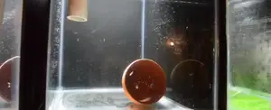 DIY Aquarium Backgrounds: A Simple and Durable Method