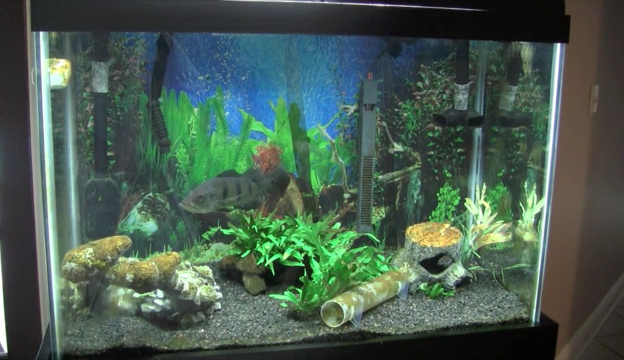 The aquarium after several months showing the areas where the enhancer has peeled away.