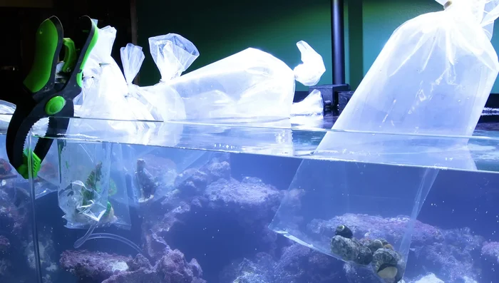 Acclimate fish using drip acclimation.