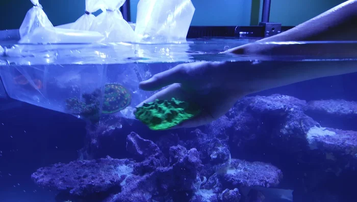 Add snails, crabs, and clownfish to the aquarium.