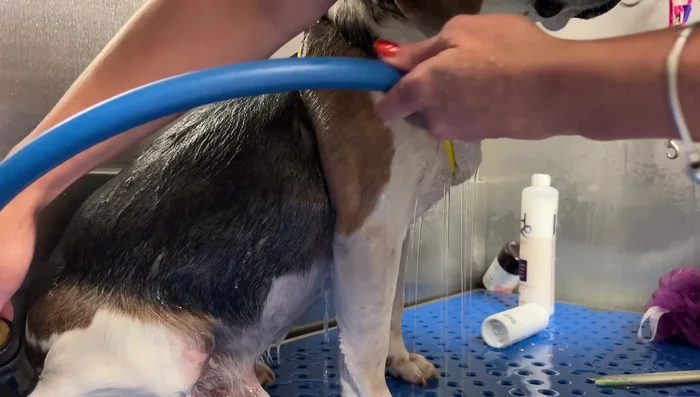 Rinse the shampoo thoroughly.