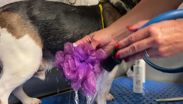 Rinse the shampoo thoroughly.