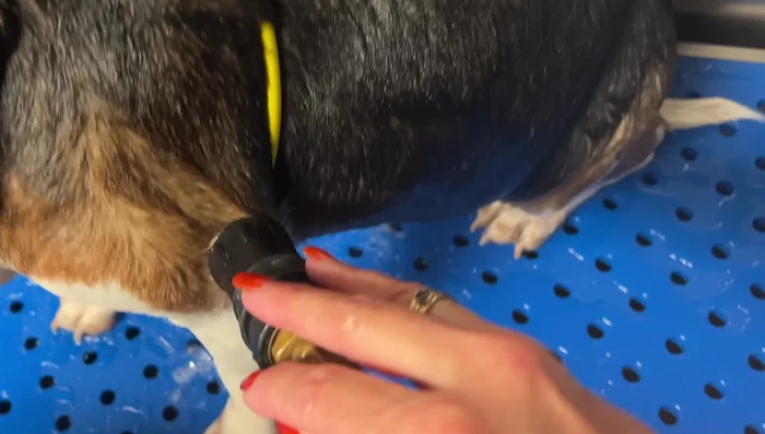 Rinse the shampoo thoroughly.