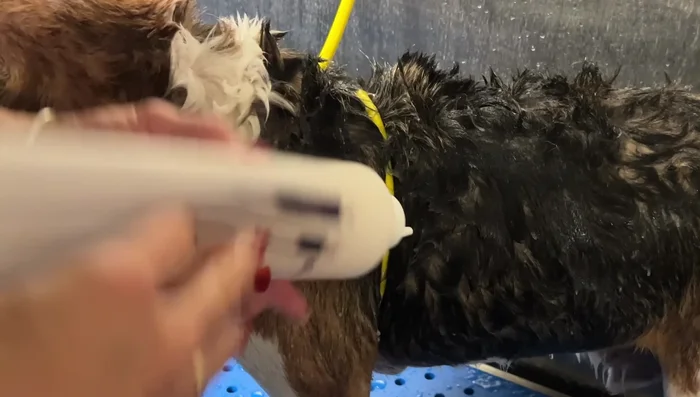 Use a grooming comb to remove loose, dead hair. The conditioner will help the hair slide out easily.