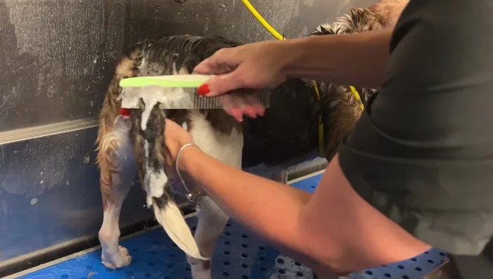 Use a grooming comb to remove loose, dead hair. The conditioner will help the hair slide out easily.