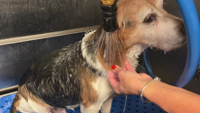 Dry your dog completely using a hairdryer, keeping the nozzle a safe distance from the skin. Thorough drying is essential for releasing shed hair.