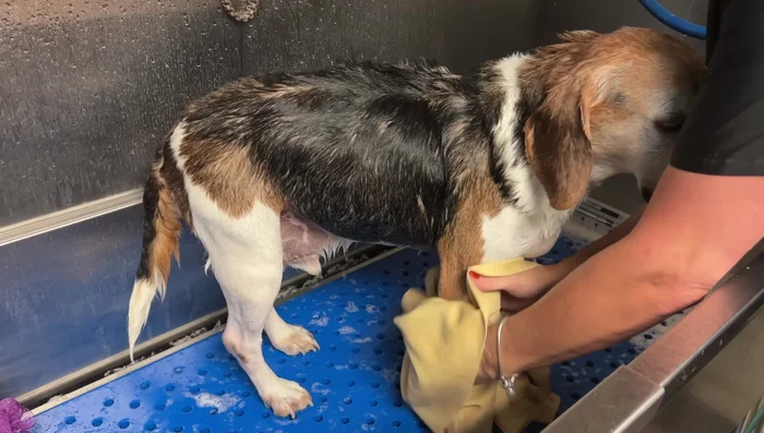 Dry your dog completely using a hairdryer, keeping the nozzle a safe distance from the skin. Thorough drying is essential for releasing shed hair.