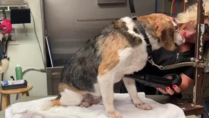 The Ultimate Guide to Dog De-shedding: Achieve a Lifetime of Success