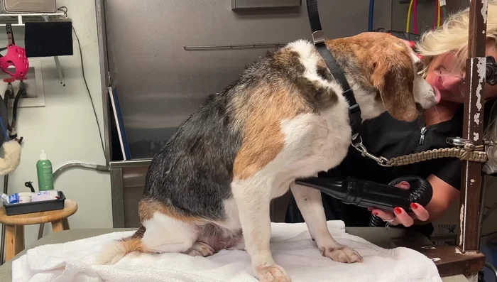 Dry your dog completely using a hairdryer, keeping the nozzle a safe distance from the skin. Thorough drying is essential for releasing shed hair.